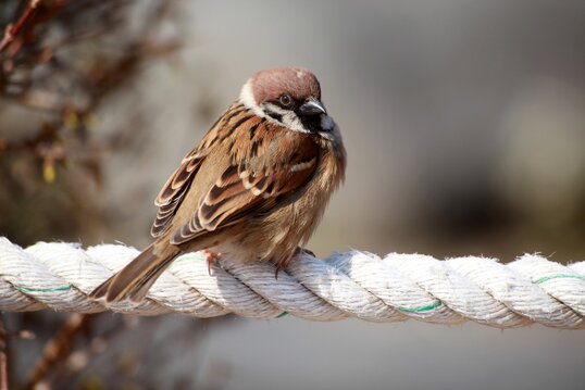 Spatz Neuigkeiten